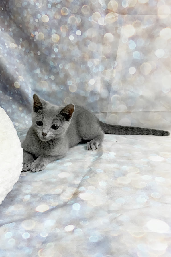 Qaranda | Russian Blue Kitten