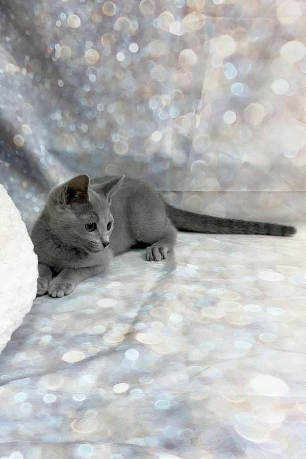 Qaranda | Russian Blue Kitten