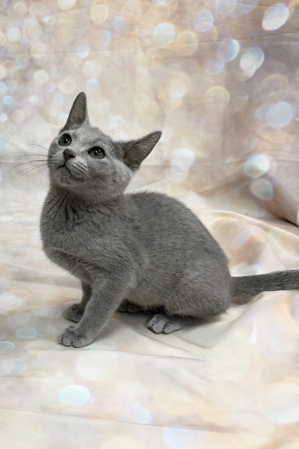Qaranda | Russian Blue Kitten