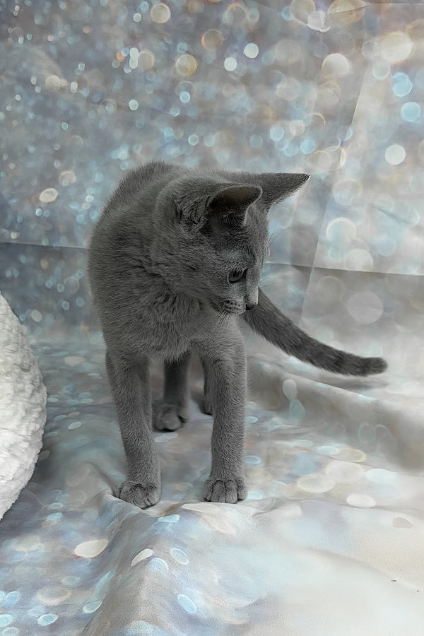 Qaranda | Russian Blue Kitten