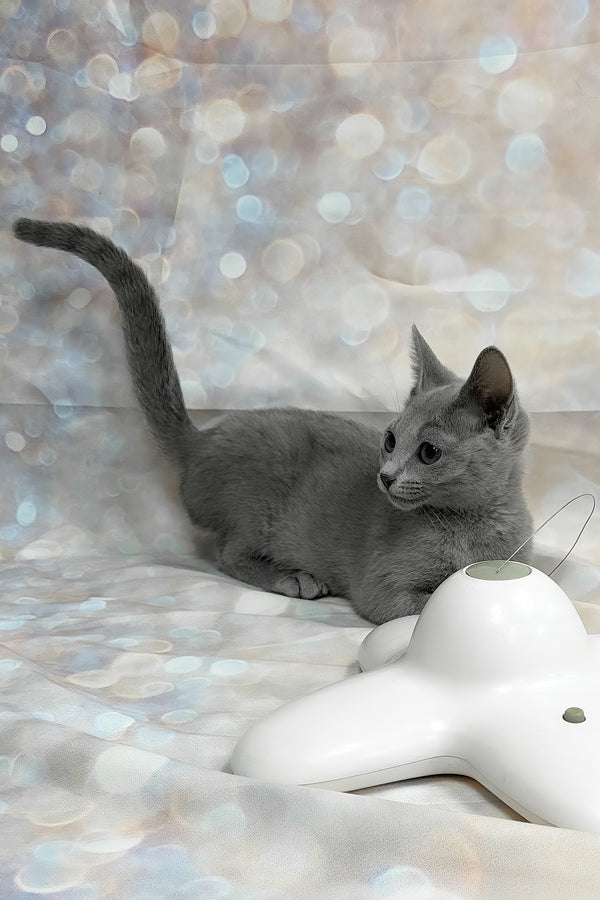 Qaranda | Russian Blue Kitten