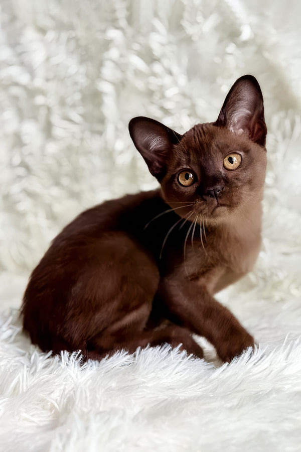Queen | European Burmese Kitten
