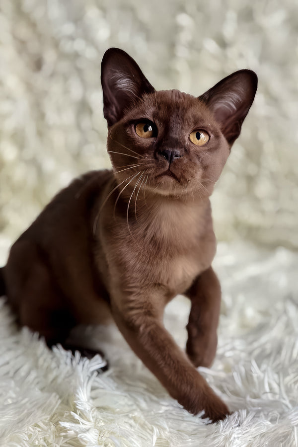 Queen | European Burmese Kitten