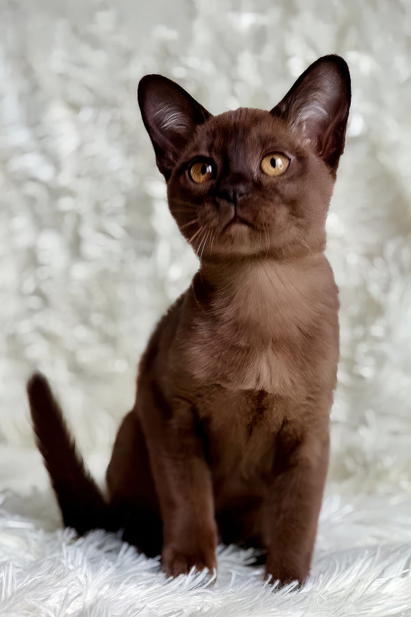 Queen | European Burmese Kitten