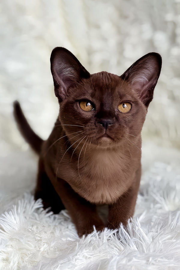 Queen | European Burmese Kitten
