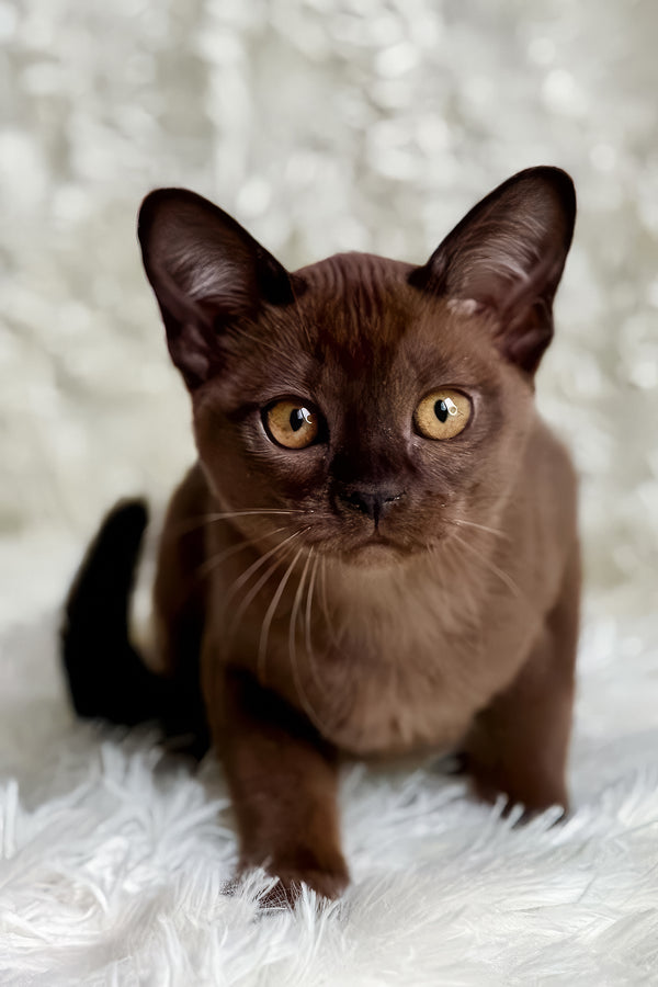 Queen | European Burmese Kitten