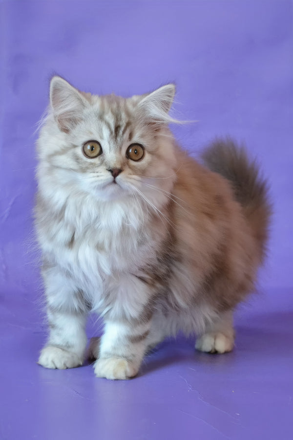 Rachel | Scottish Straight Longhair Kitten