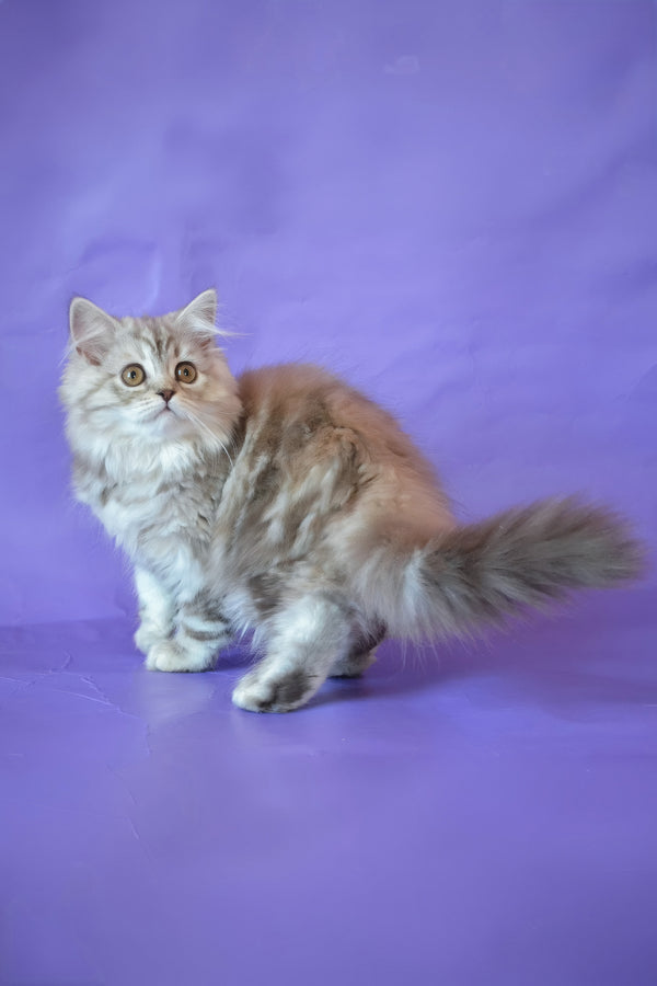 Rachel | Scottish Straight Longhair Kitten