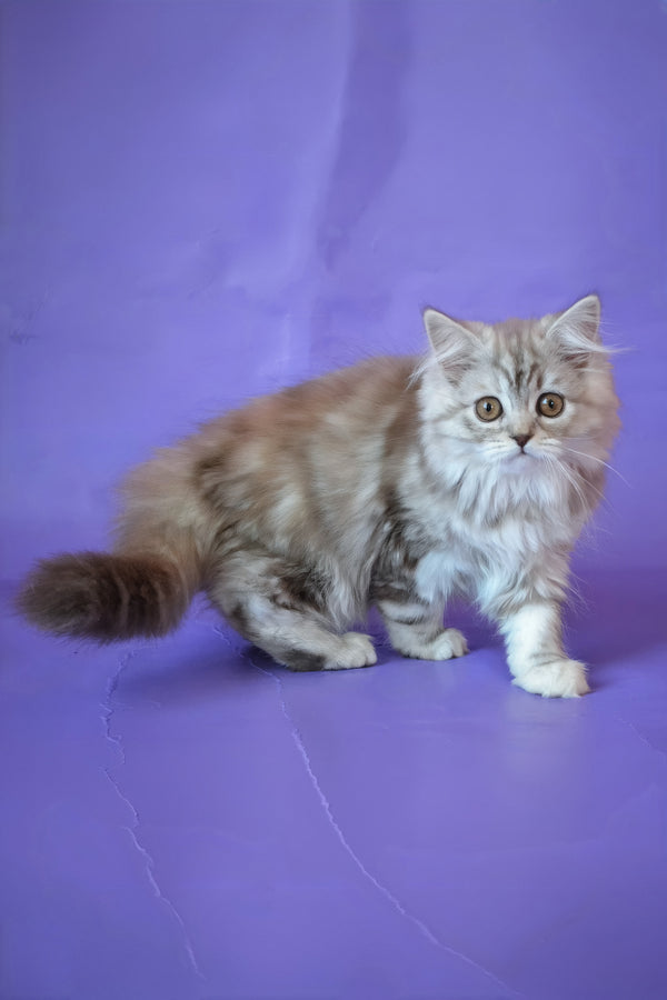 Rachel | Scottish Straight Longhair Kitten