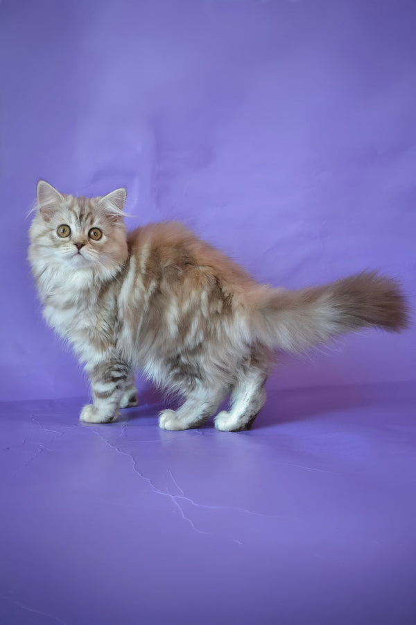 Rachel | Scottish Straight Longhair Kitten