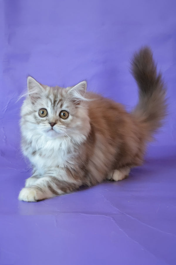 Rachel | Scottish Straight Longhair Kitten
