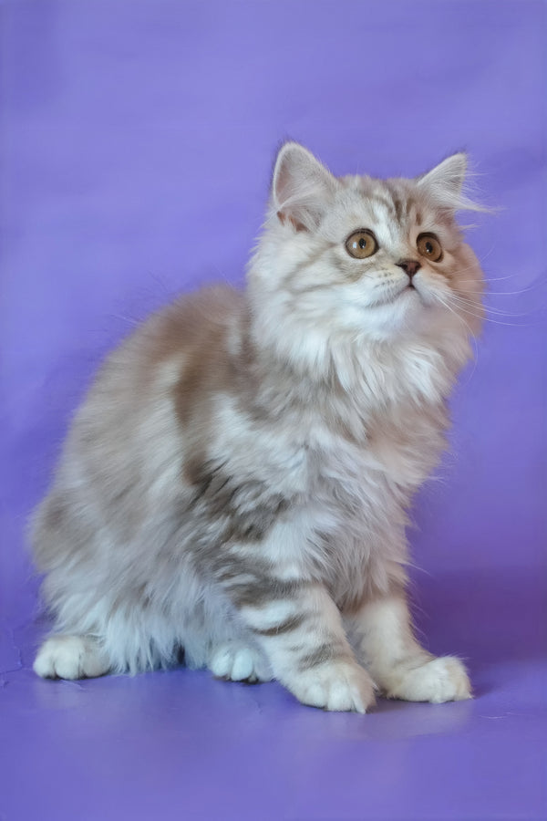 Rachel | Scottish Straight Longhair Kitten