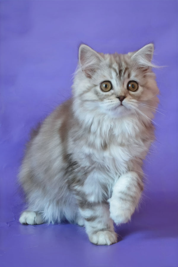 Rachel | Scottish Straight Longhair Kitten