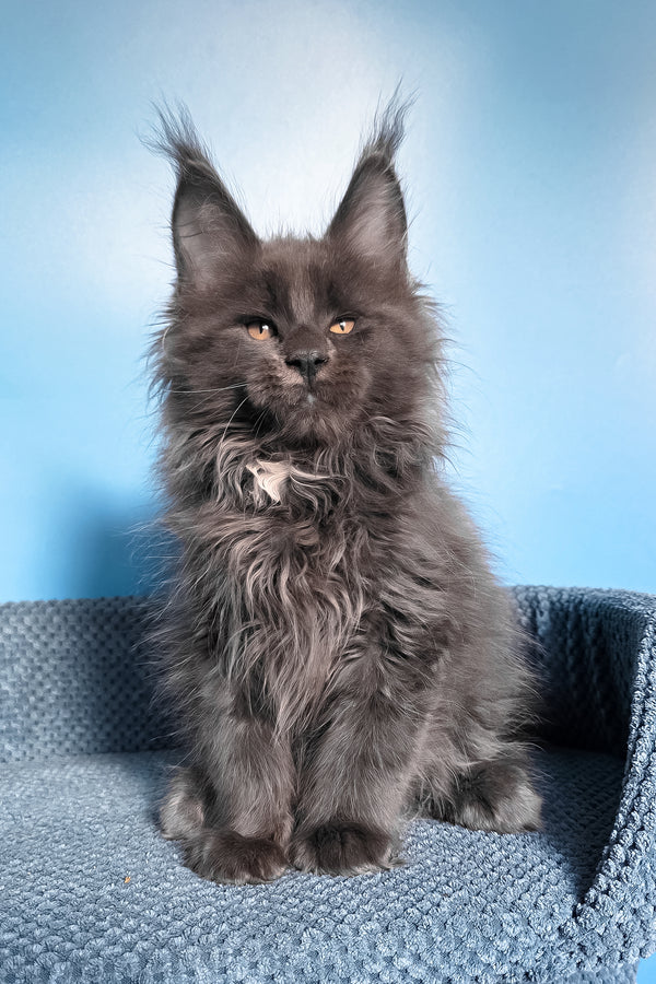 Rainer | Maine Coon Kitten