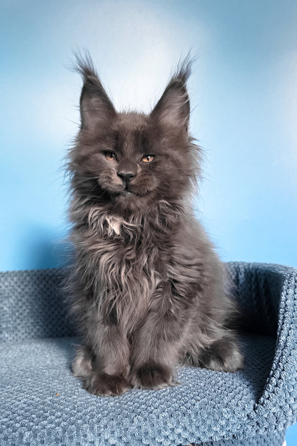 Rainer | Maine Coon Kitten