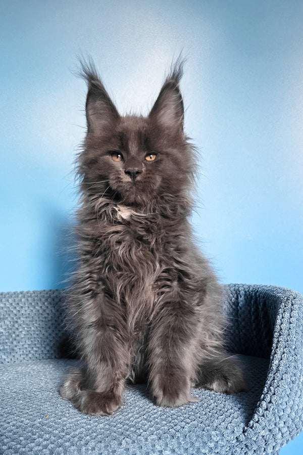 Rainer | Maine Coon Kitten