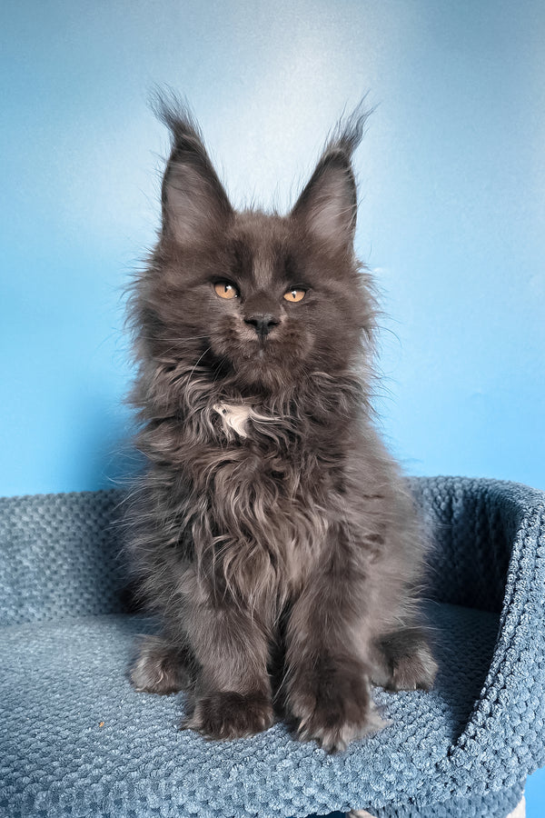 Rainer | Maine Coon Kitten