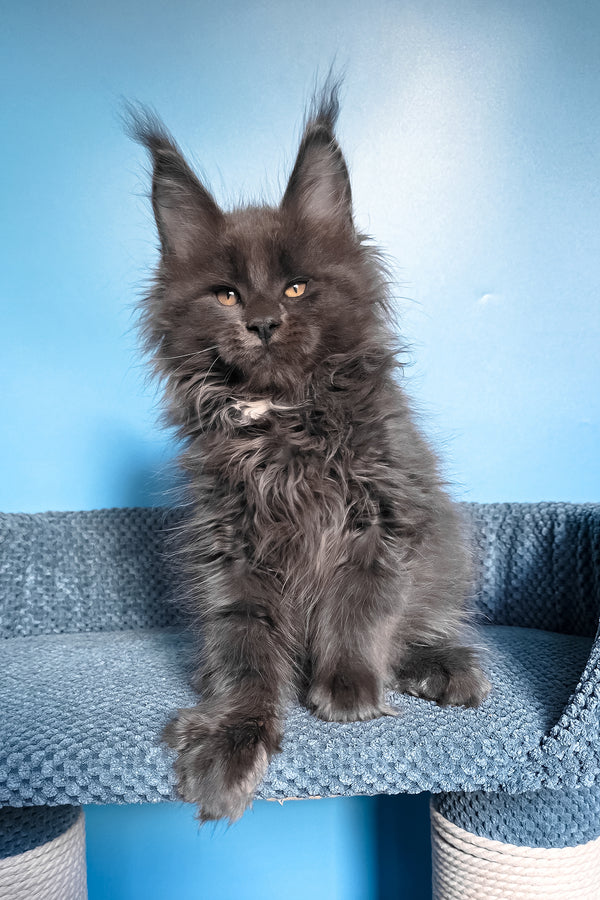 Rainer | Maine Coon Kitten