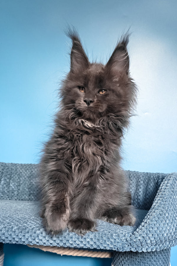 Rainer | Maine Coon Kitten