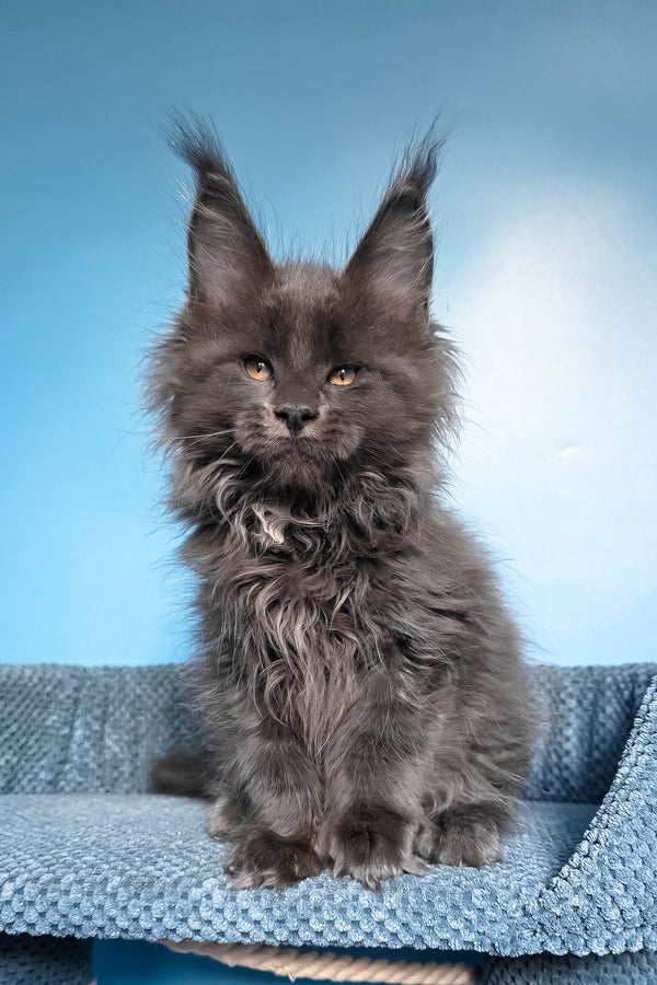 Rainer | Maine Coon Kitten