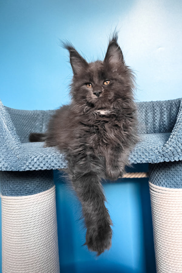Rainer | Maine Coon Kitten