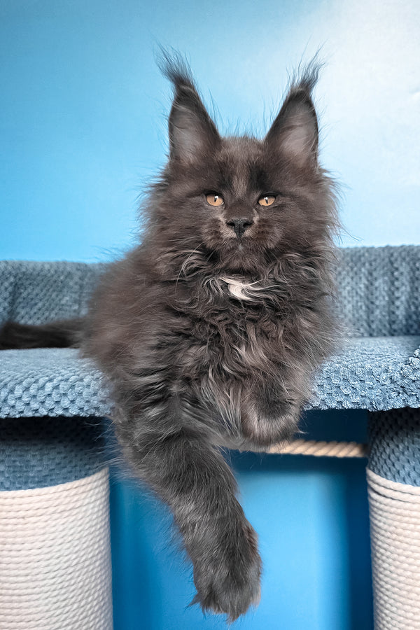 Rainer | Maine Coon Kitten