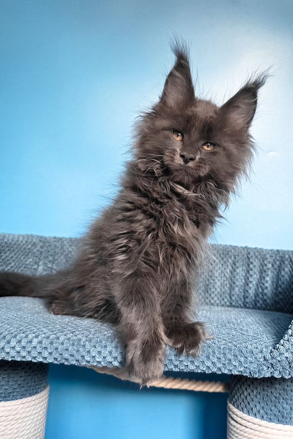 Rainer | Maine Coon Kitten
