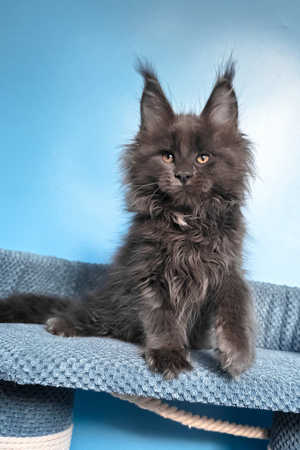 Rainer | Maine Coon Kitten
