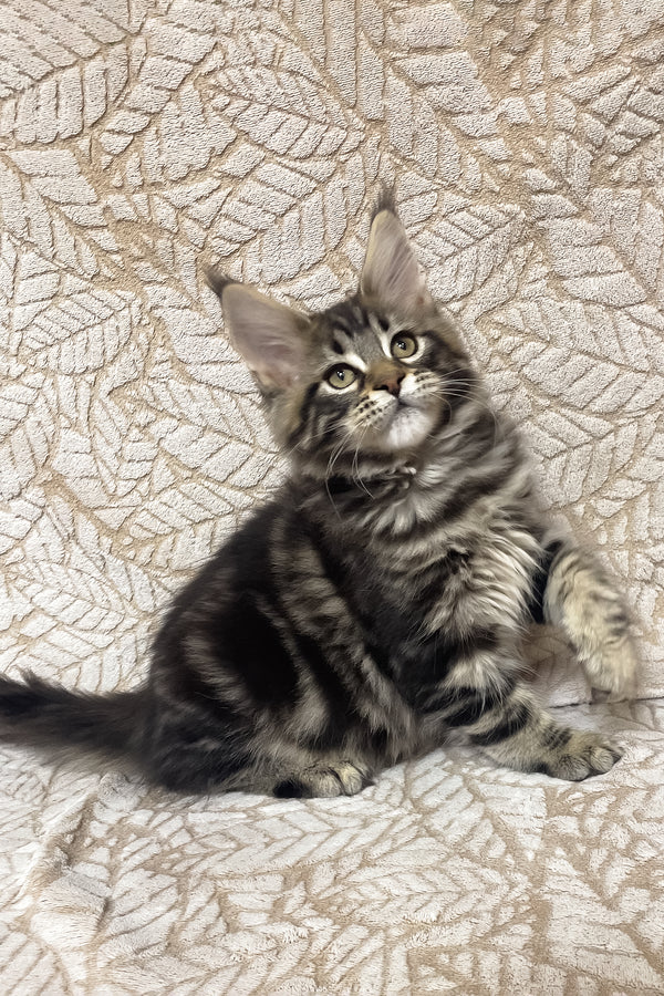 Raphael | Maine Coon Kitten