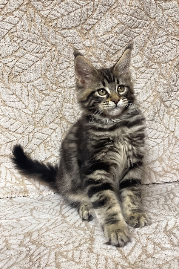 Raphael | Maine Coon Kitten