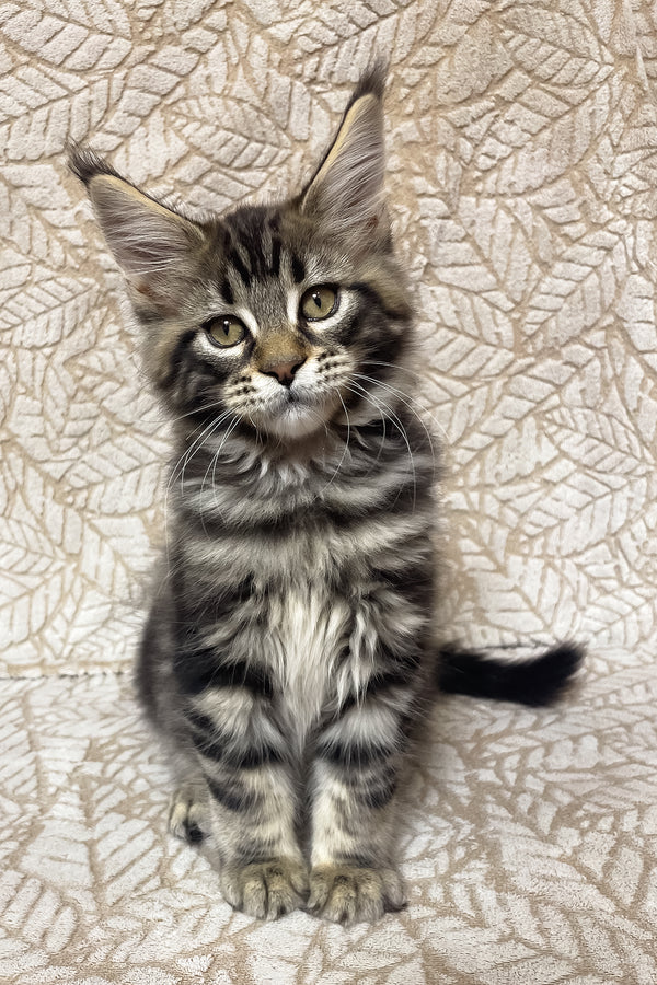 Raphael | Maine Coon Kitten