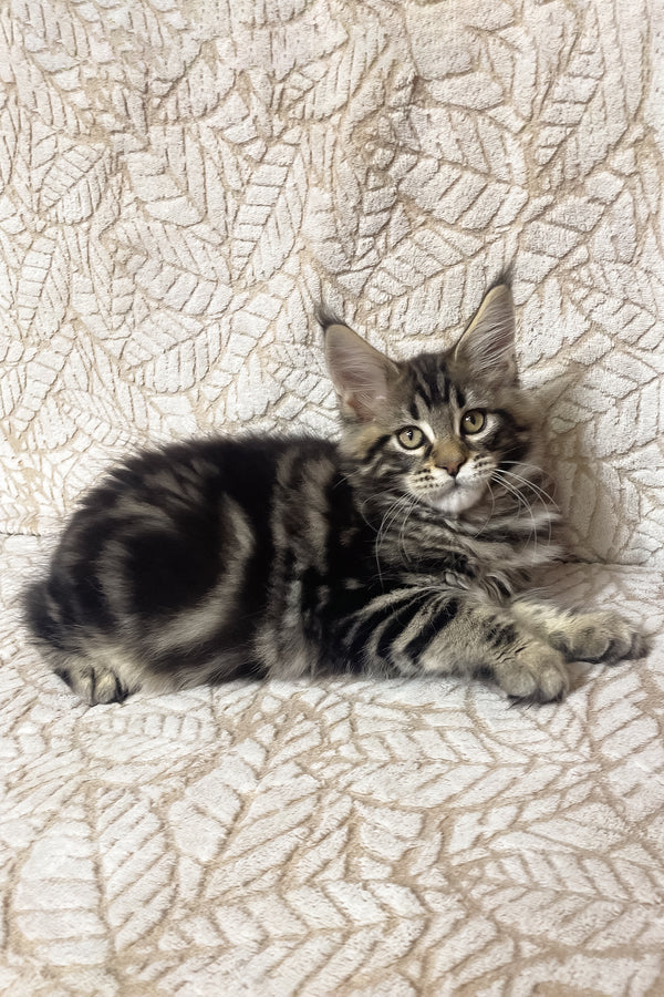 Raphael | Maine Coon Kitten