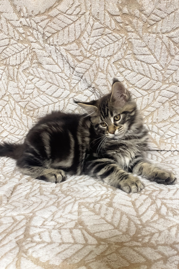 Raphael | Maine Coon Kitten