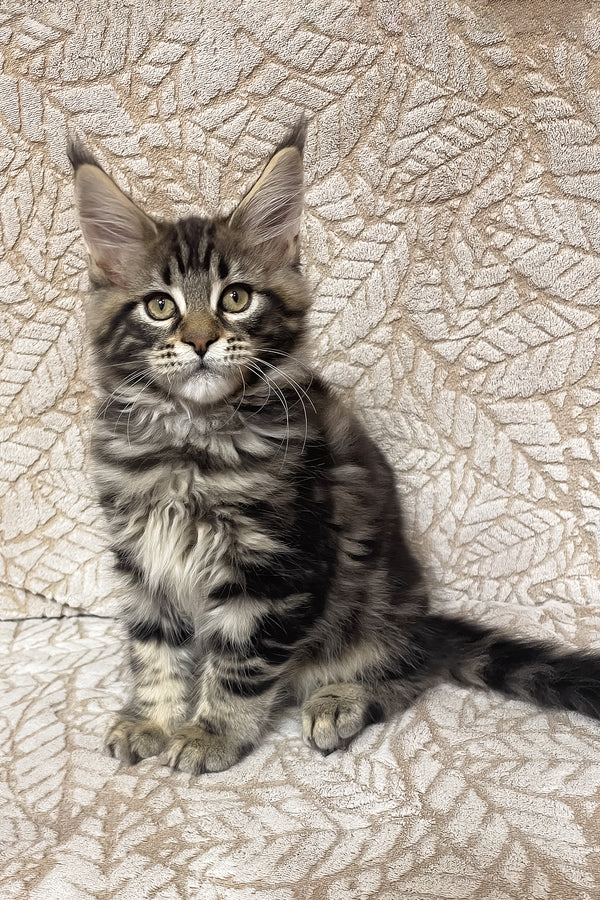 Raphael | Maine Coon Kitten