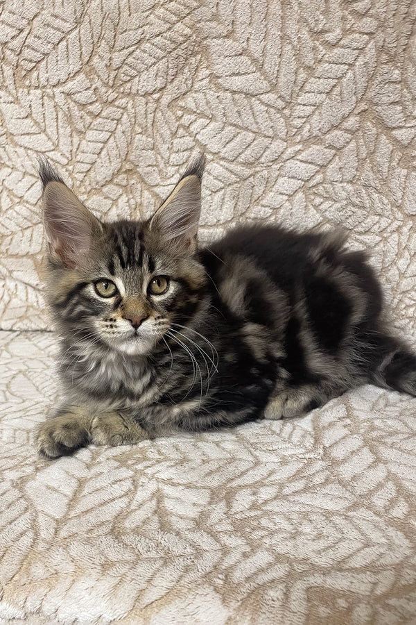 Raphael | Maine Coon Kitten