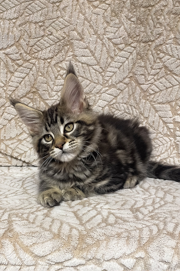 Raphael | Maine Coon Kitten