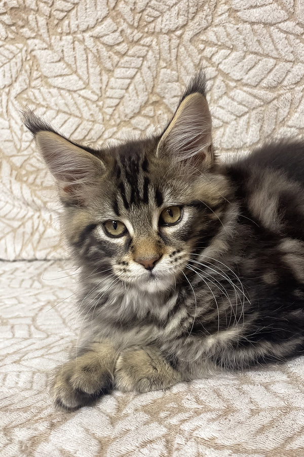 Raphael | Maine Coon Kitten