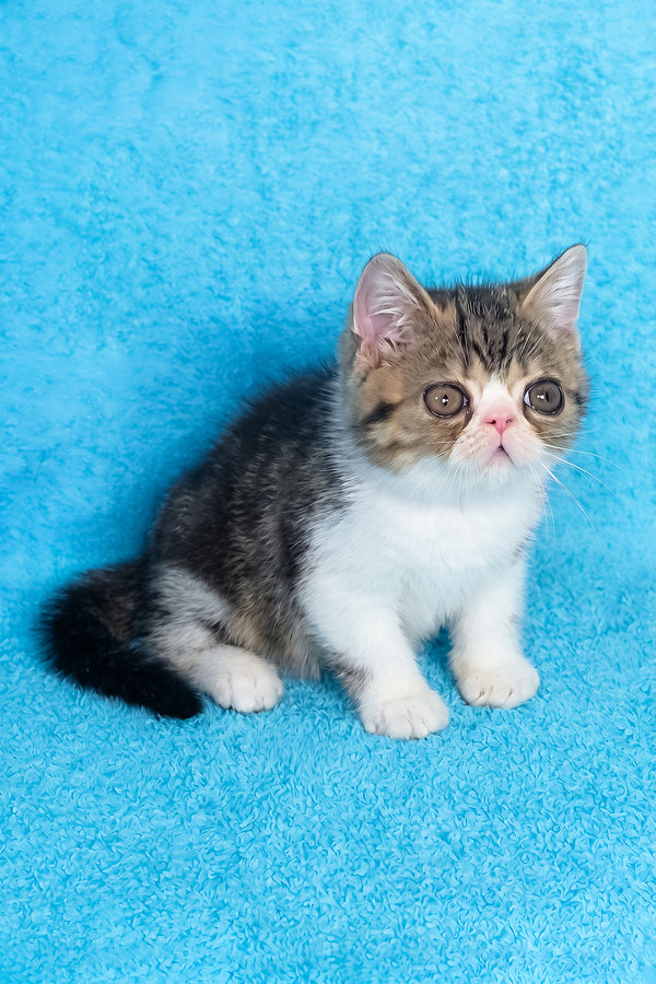 Richard | Exotic Shorthair Kitten