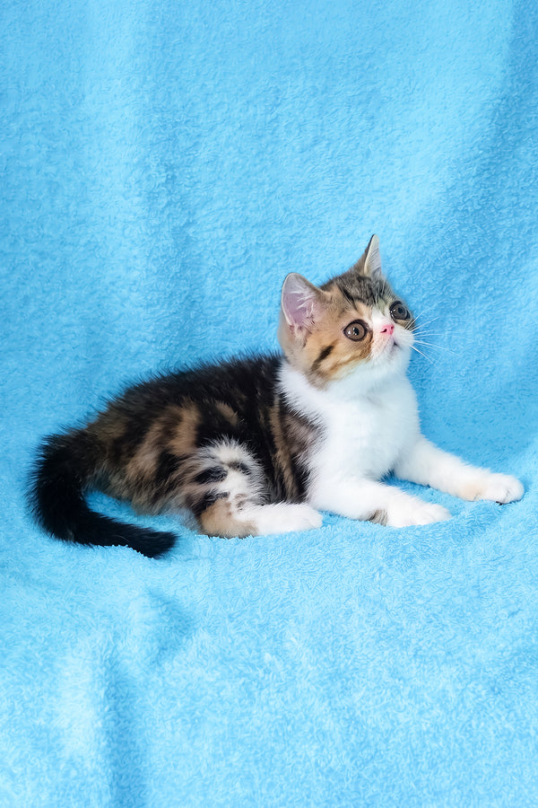 Richard | Exotic Shorthair Kitten
