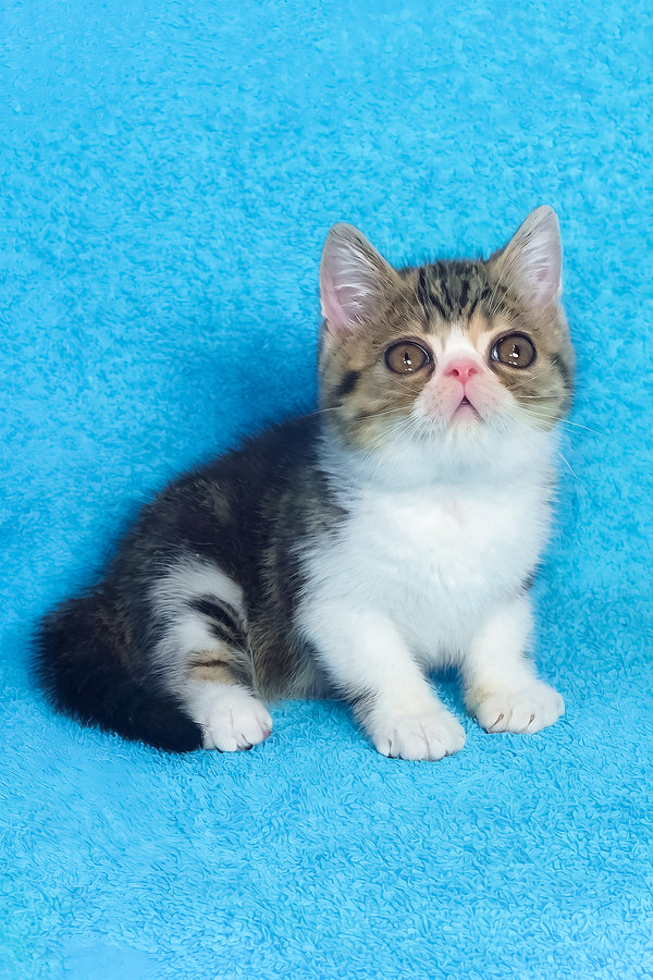 Richard | Exotic Shorthair Kitten