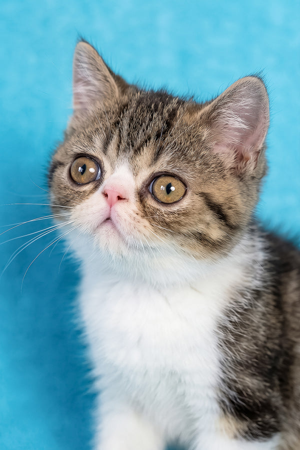 Richard | Exotic Shorthair Kitten