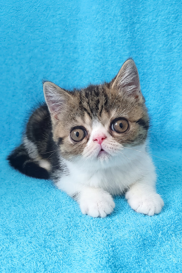 Richard | Exotic Shorthair Kitten