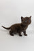 Richman | British Shorthair Kitten