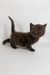 Richman | British Shorthair Kitten