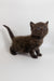 Richman | British Shorthair Kitten