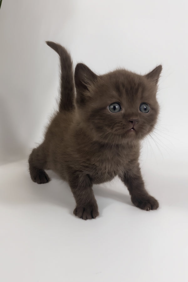 Richman | British Shorthair Kitten