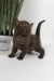 Richman | British Shorthair Kitten