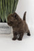 Richman | British Shorthair Kitten