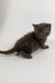 Richman | British Shorthair Kitten