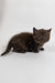 Richman | British Shorthair Kitten